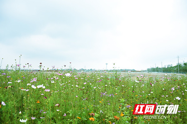 【蓝天常在 园区常青】3天“消灭”裸露黄土 望城经开区防尘网覆盖面约216万㎡